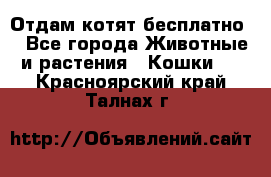 Отдам котят бесплатно  - Все города Животные и растения » Кошки   . Красноярский край,Талнах г.